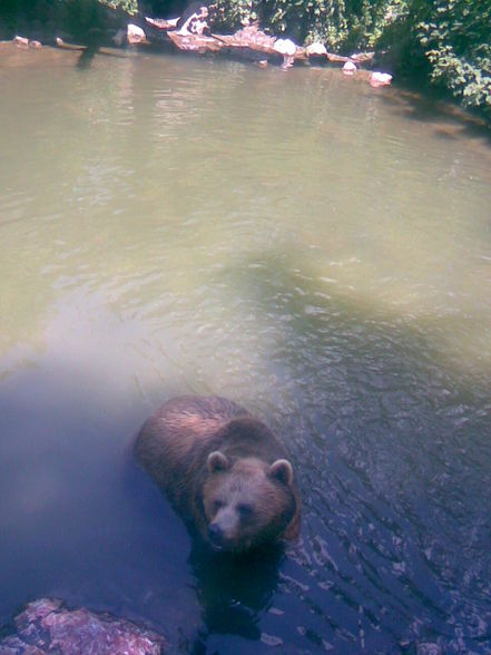 13.06.09 - Tierpark Haag - 