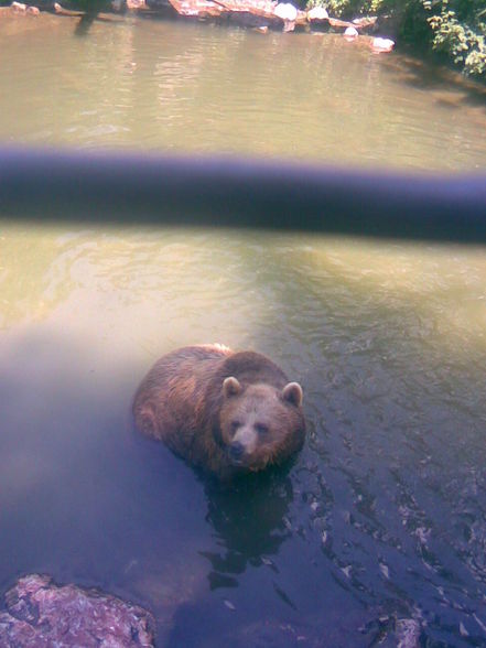 13.06.09 - Tierpark Haag - 