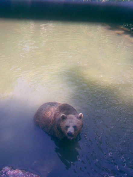 13.06.09 - Tierpark Haag - 