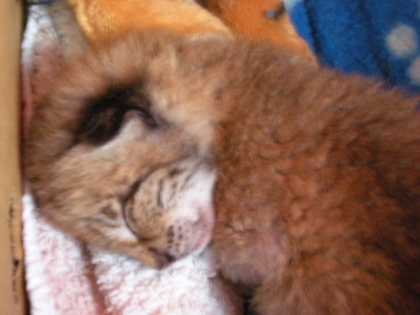 Unser Babyluchs Sammy - 