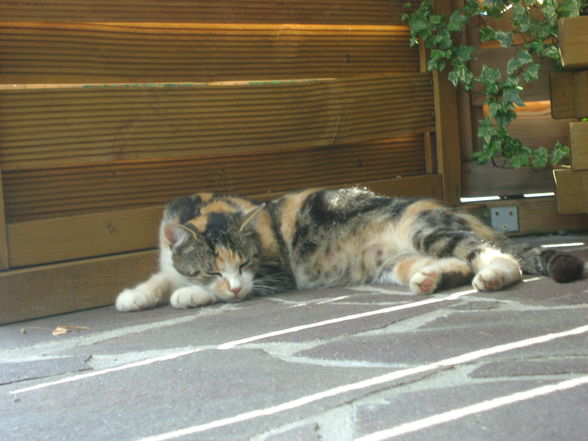 Mene Katzen - 