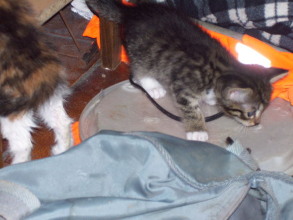 unsere 2 katzenbabys - 