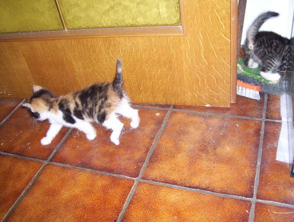 unsere 2 katzenbabys - 