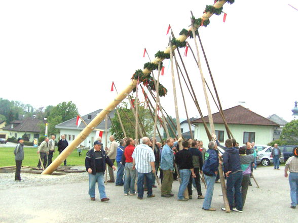 maibaum 09 - 