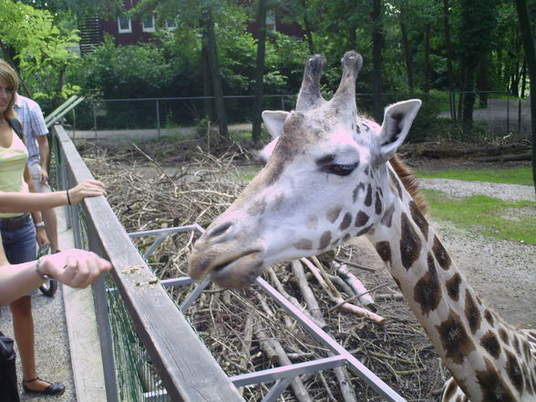 zoo schmieding - 