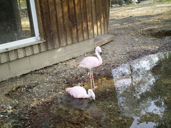 haager tierpark - 