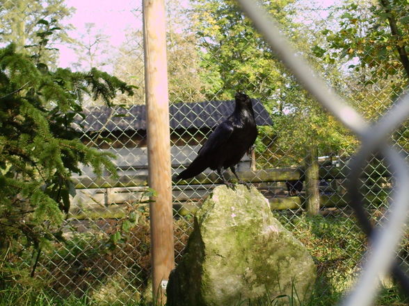 haager tierpark - 