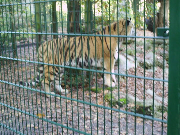 haager tierpark - 