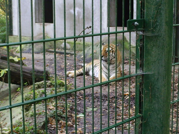 haager tierpark - 