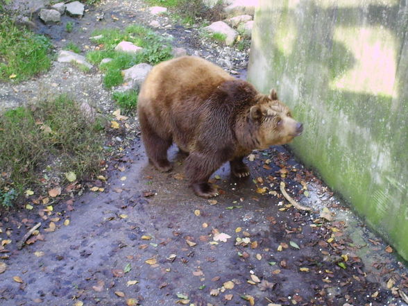 haager tierpark - 