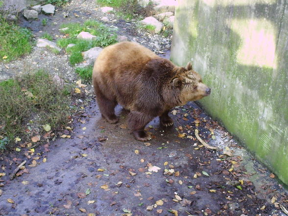 haager tierpark - 