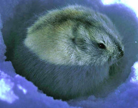 Lemming - 