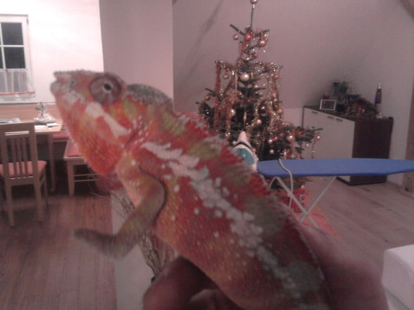 Mein Chameleon DIEGO! - 