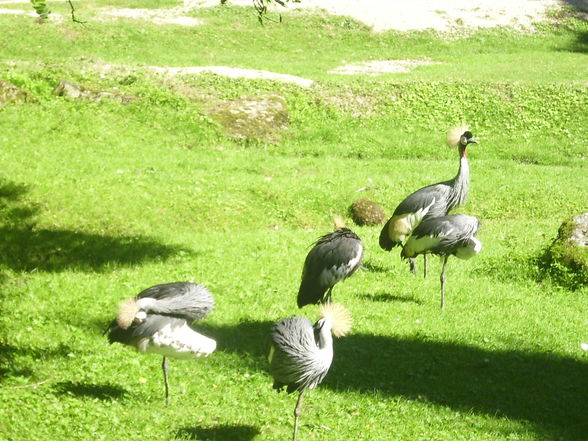 Tierpark Schmiding am 31.8.2009 - 