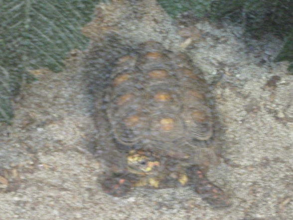 Tierpark Schmiding am 31.8.2009 - 