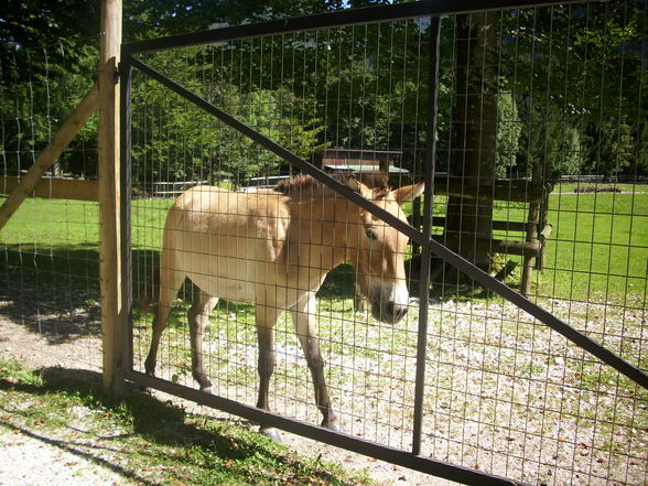 Wildpark Grünau am 1.9.2009 - 