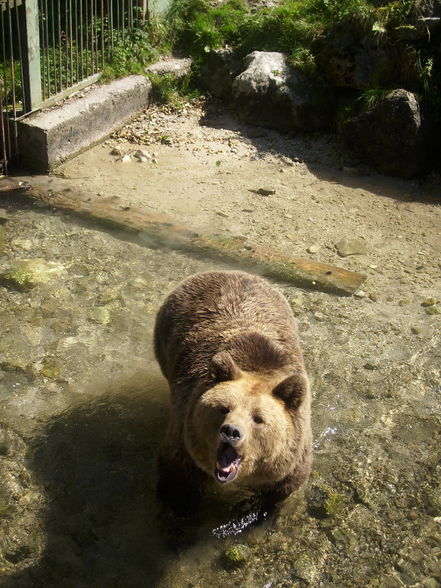 Wildpark Grünau am 1.9.2009 - 