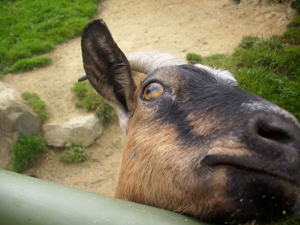 Wildpark Hochkreut 2.9.2009 - 