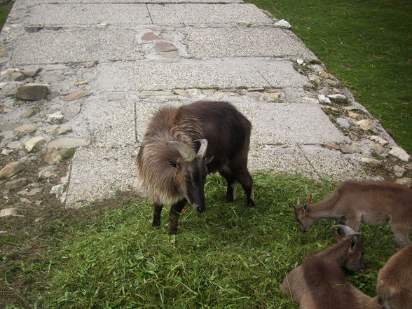 Wildpark Hochkreut 2.9.2009 - 