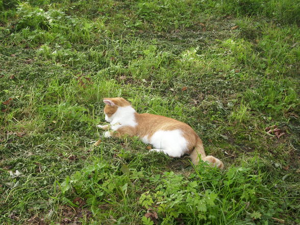 Wildpark Hochkreut 2.9.2009 - 