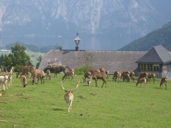 Wildpark Hochkreut 2.9.2009 - 