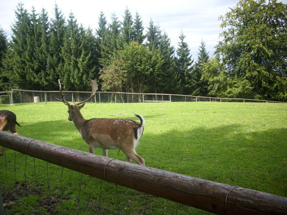 Wildpark Hochkreut 2.9.2009 - 