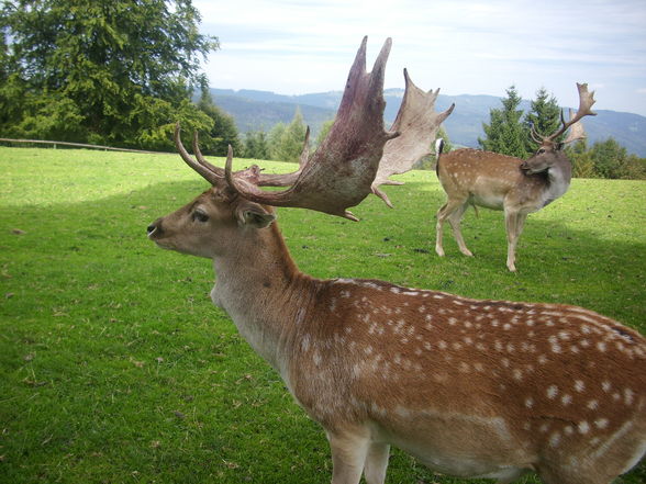 Wildpark Hochkreut 2.9.2009 - 