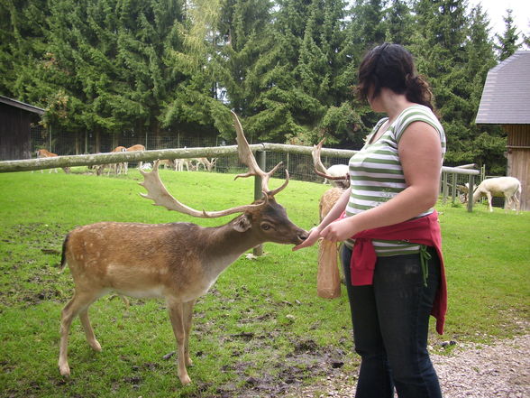 Wildpark Hochkreut 2.9.2009 - 