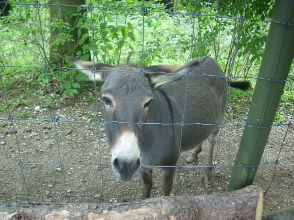 Wildpark Hochkreut 2.9.2009 - 