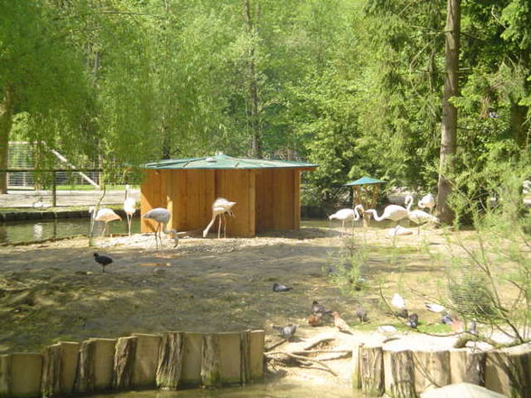 Ausflug Tierpark Haag 2008 - 