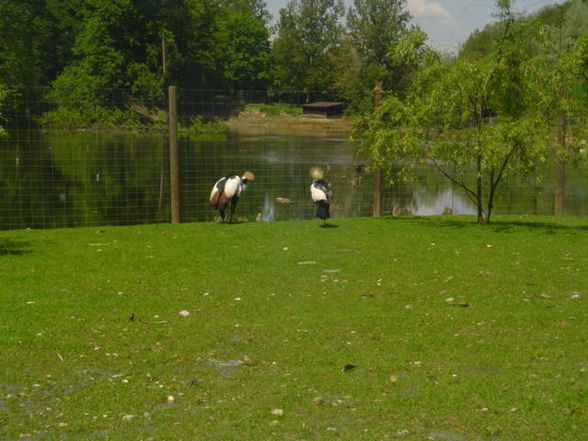 Ausflug Tierpark Haag 2008 - 