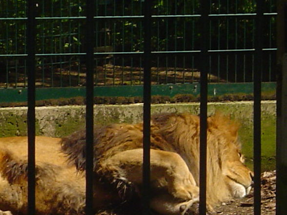 Ausflug Tierpark Haag 2008 - 