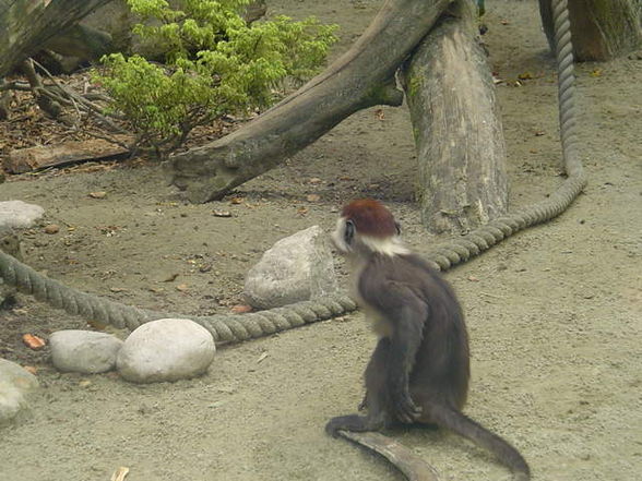 Tierpark Schmiding 2008 - 