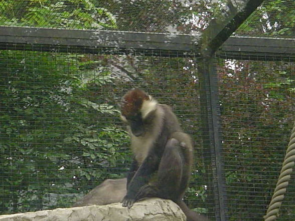 Tierpark Schmiding 2008 - 