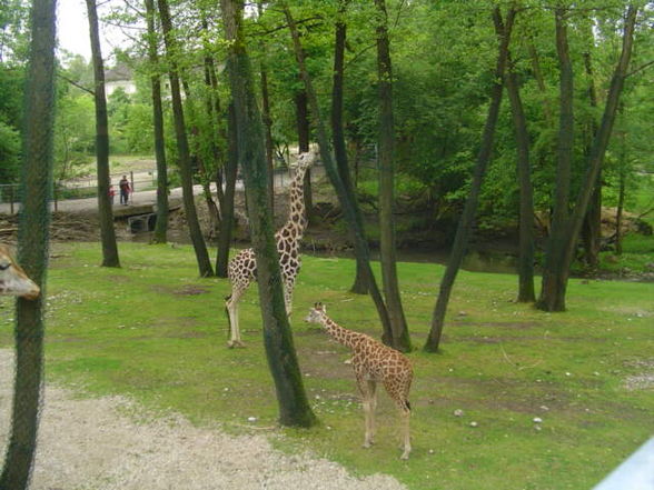 Tierpark Schmiding 2008 - 