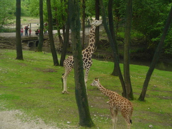 Tierpark Schmiding 2008 - 