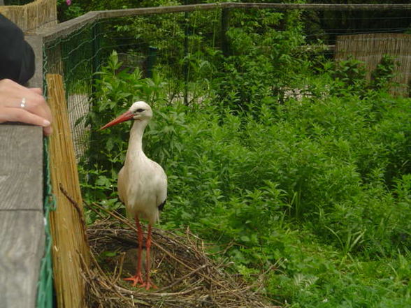 Tierpark Schmiding 2008 - 