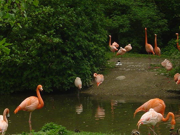 Tierpark Schmiding 2008 - 