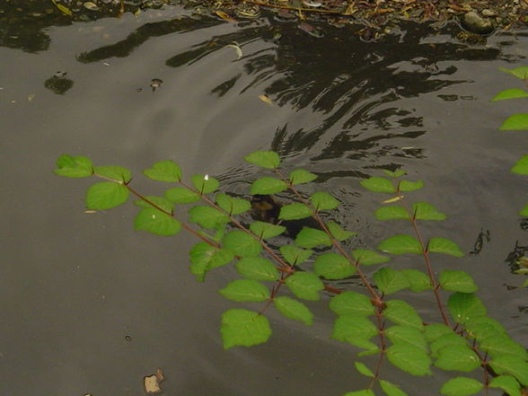 Tierpark Schmiding 2008 - 