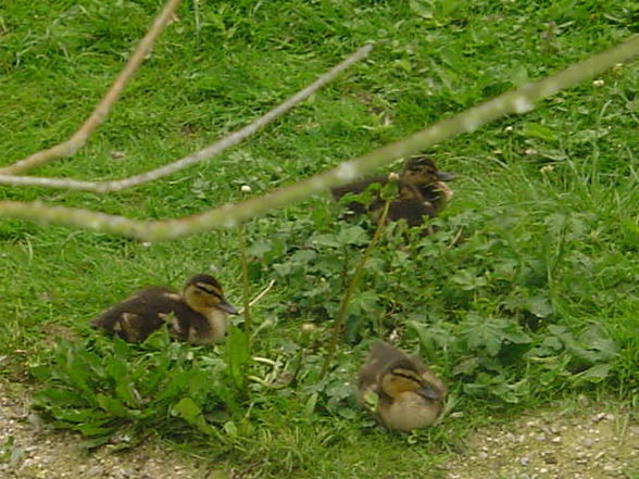 Tierpark Schmiding 2008 - 