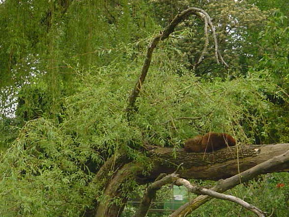 Tierpark Schmiding 2008 - 