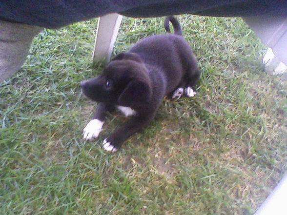 Meine kleine Kira! Aug. 2008 - 