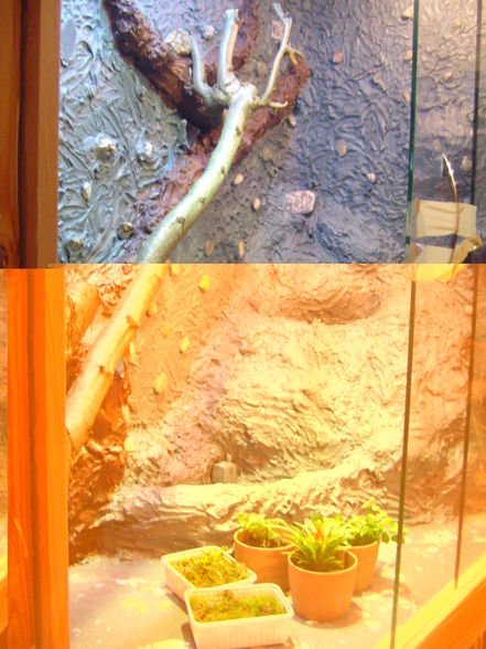 Terrariumbau für unsere Schlangen - 