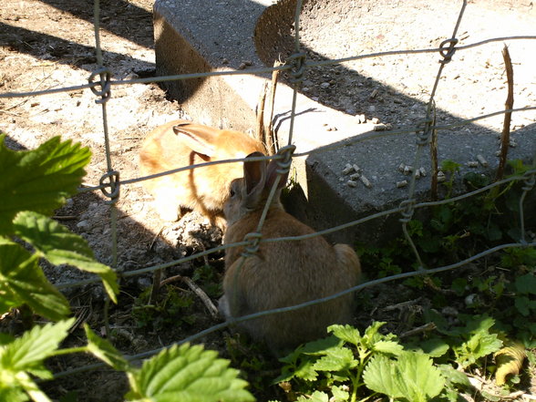 Tierpark - 