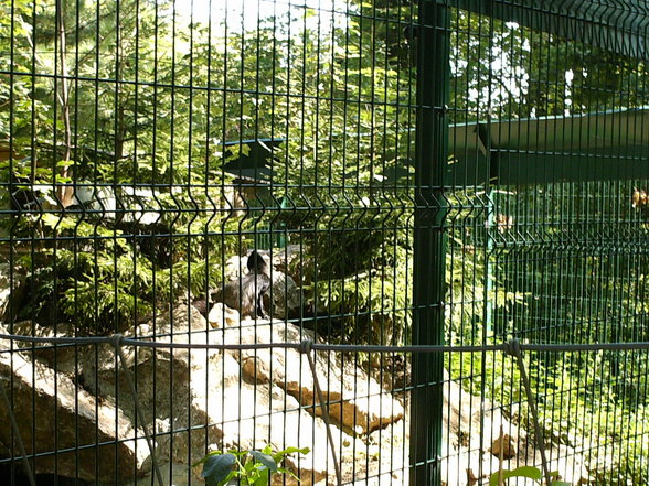Tierpark - 
