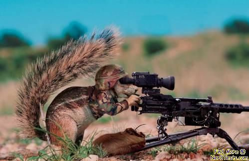 Squirrels with gun - 