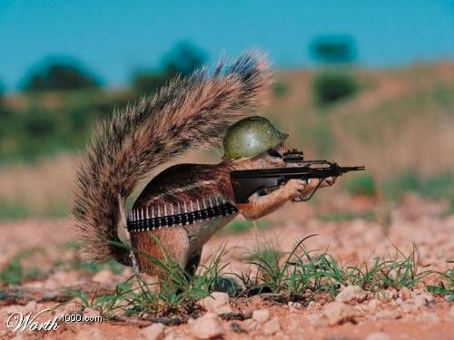 Squirrels with gun - 