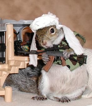 Squirrels with gun - 