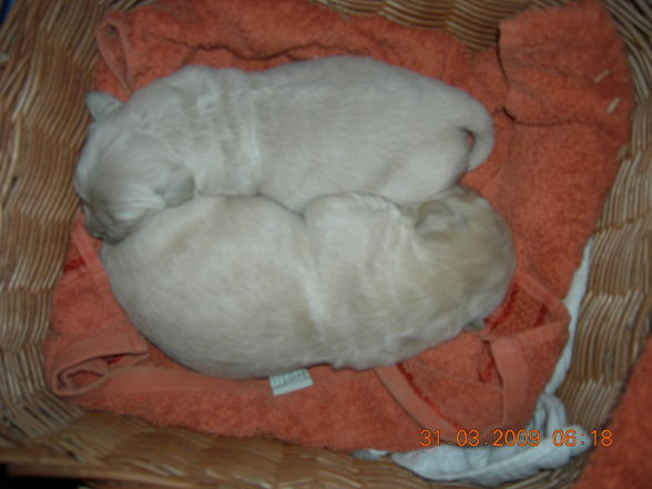 Hundebaby´s ( Goldi ) - 