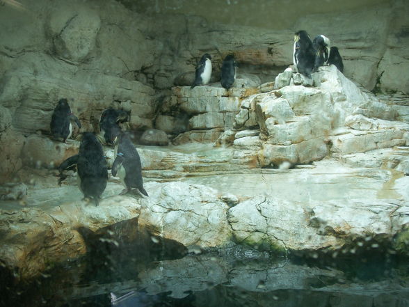 SchÖnBruNn - 